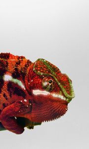 Preview wallpaper chameleon, branch, reptile