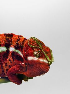 Preview wallpaper chameleon, branch, reptile