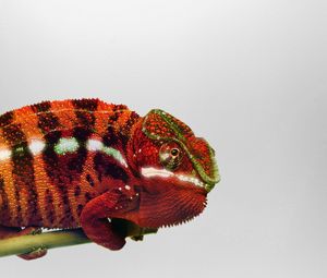 Preview wallpaper chameleon, branch, reptile