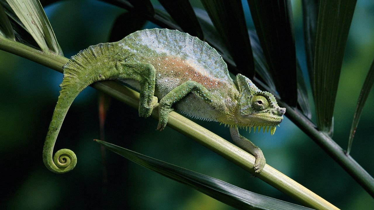 Wallpaper chameleon, color, branch, climbing