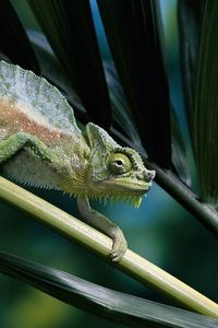 Preview wallpaper chameleon, color, branch, climbing