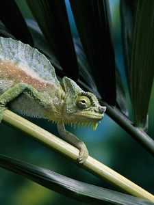 Preview wallpaper chameleon, color, branch, climbing