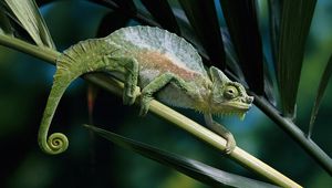 Preview wallpaper chameleon, color, branch, climbing