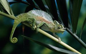 Preview wallpaper chameleon, color, branch, climbing