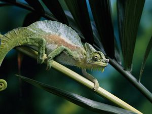 Preview wallpaper chameleon, color, branch, climbing