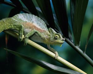 Preview wallpaper chameleon, color, branch, climbing