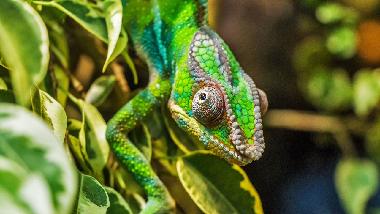 Wallpaper chameleon, color, camouflage, reptile