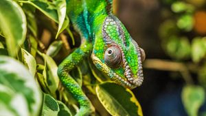 Preview wallpaper chameleon, color, camouflage, reptile