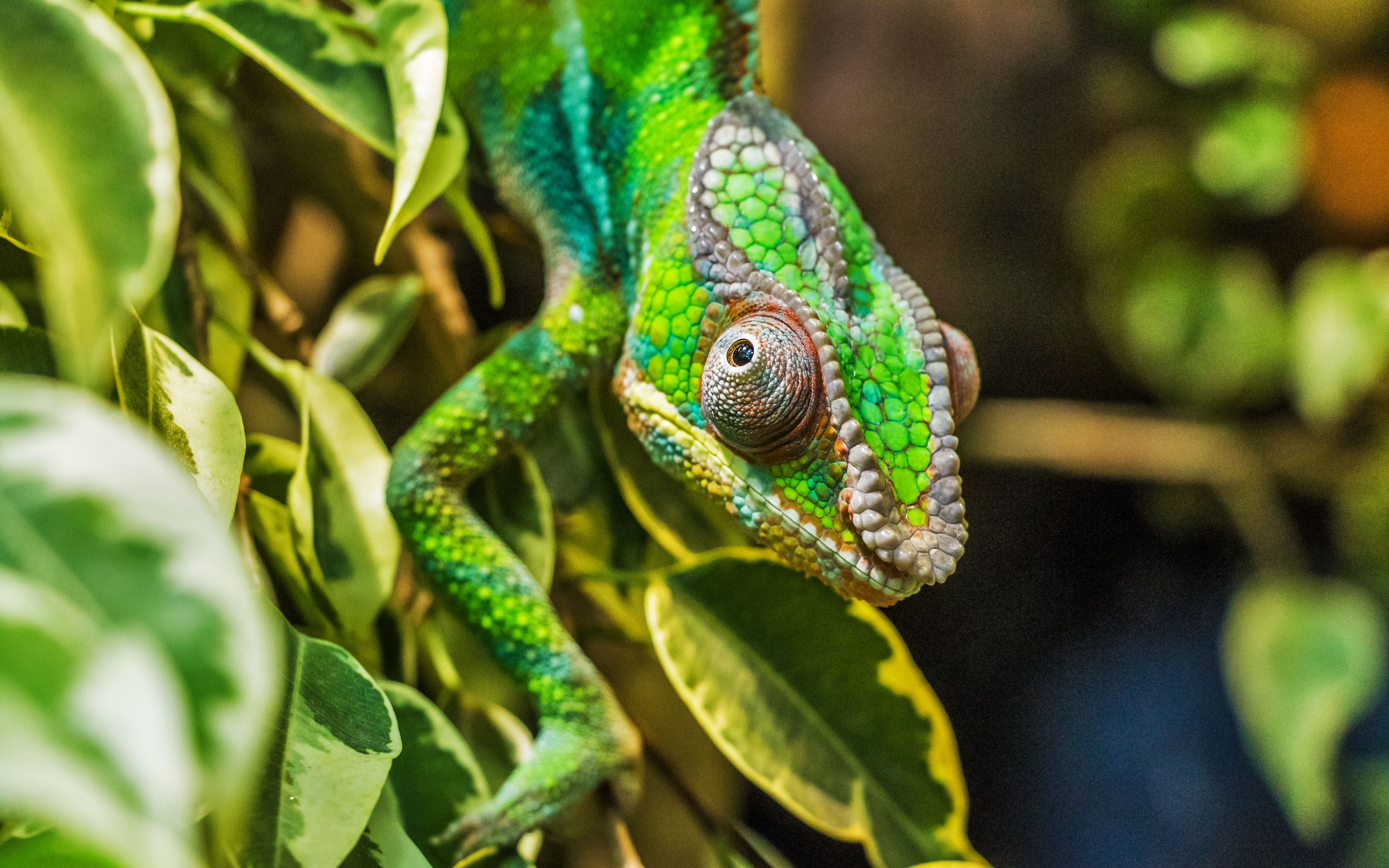 Download wallpaper 3840x2400 chameleon, color, camouflage, reptile 4k