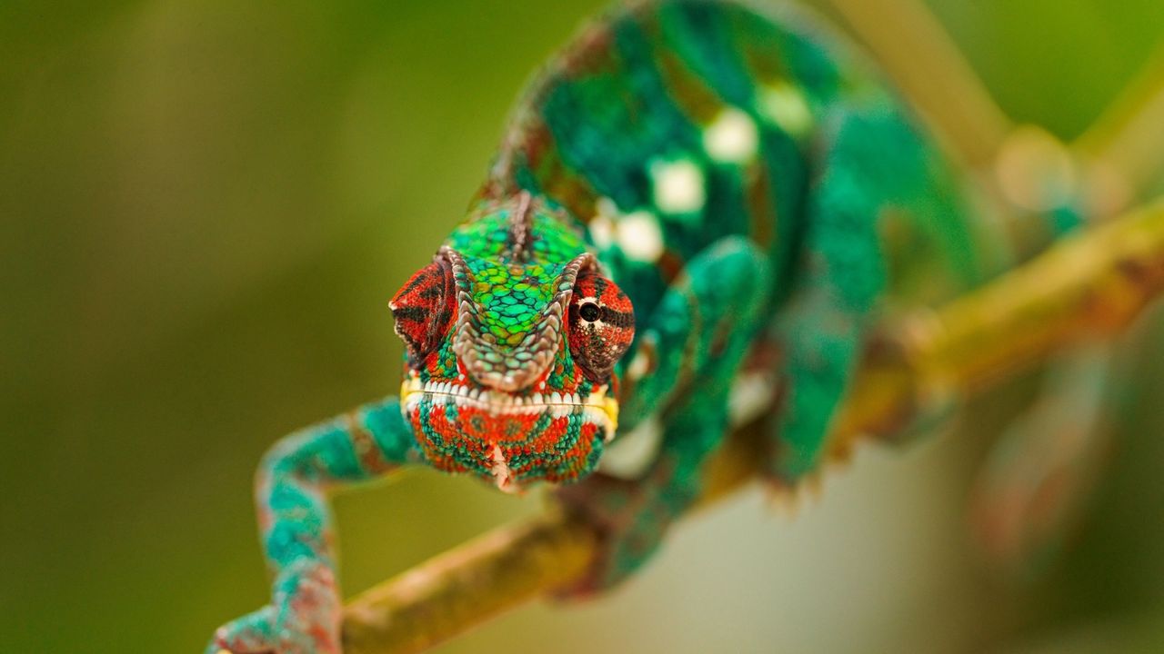 Wallpaper chameleon, color, climb, branch
