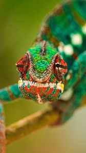 Preview wallpaper chameleon, color, climb, branch