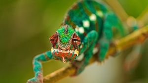 Preview wallpaper chameleon, color, climb, branch
