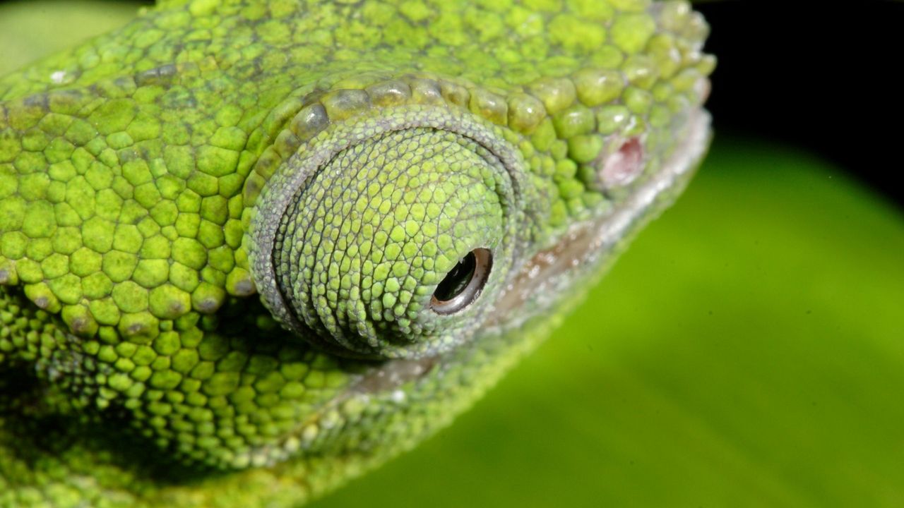Wallpaper chameleon, color, eyes