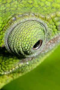 Preview wallpaper chameleon, color, eyes