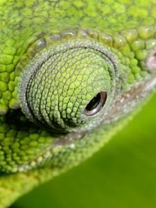 Preview wallpaper chameleon, color, eyes