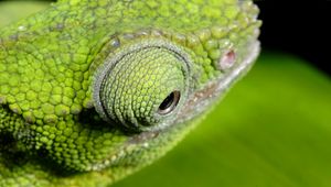 Preview wallpaper chameleon, color, eyes