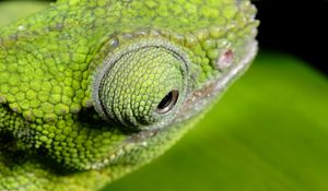 Preview wallpaper chameleon, color, eyes