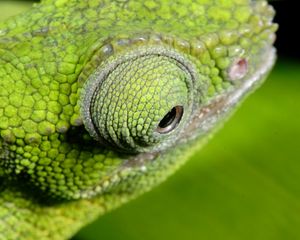 Preview wallpaper chameleon, color, eyes