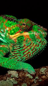 Preview wallpaper chameleon, color, head, trunk