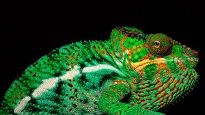 Preview wallpaper chameleon, color, head, trunk