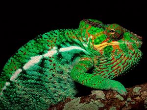 Preview wallpaper chameleon, color, head, trunk