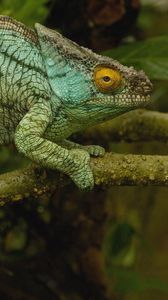 Preview wallpaper chameleon, color, reptile, branch, climbing