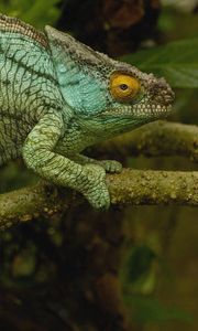 Preview wallpaper chameleon, color, reptile, branch, climbing