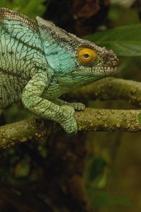 Preview wallpaper chameleon, color, reptile, branch, climbing