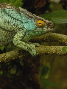 Preview wallpaper chameleon, color, reptile, branch, climbing