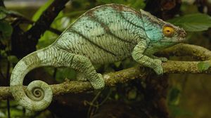 Preview wallpaper chameleon, color, reptile, branch, climbing