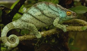 Preview wallpaper chameleon, color, reptile, branch, climbing