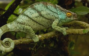 Preview wallpaper chameleon, color, reptile, branch, climbing