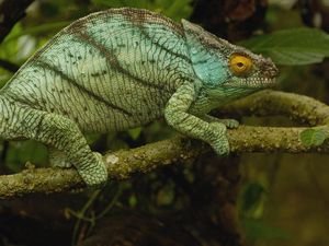 Preview wallpaper chameleon, color, reptile, branch, climbing