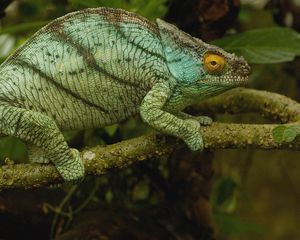 Preview wallpaper chameleon, color, reptile, branch, climbing