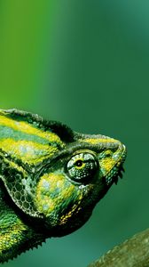 Preview wallpaper chameleon, color, reptile