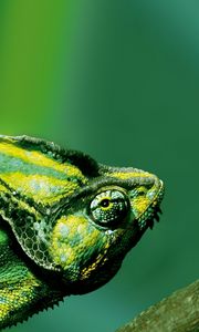 Preview wallpaper chameleon, color, reptile