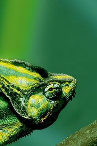 Preview wallpaper chameleon, color, reptile