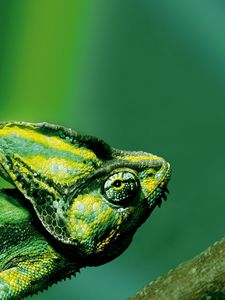 Preview wallpaper chameleon, color, reptile