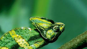 Preview wallpaper chameleon, color, reptile