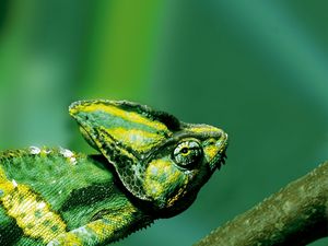 Preview wallpaper chameleon, color, reptile