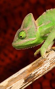 Preview wallpaper chameleon, color, reptile, branch