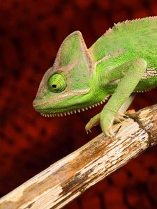 Preview wallpaper chameleon, color, reptile, branch