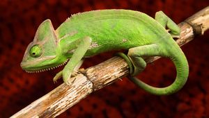 Preview wallpaper chameleon, color, reptile, branch