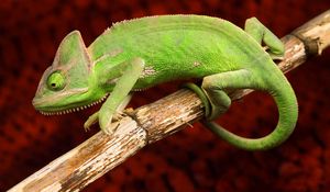 Preview wallpaper chameleon, color, reptile, branch