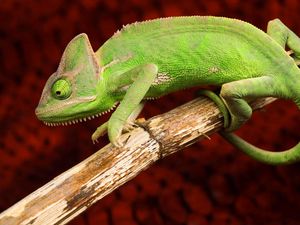 Preview wallpaper chameleon, color, reptile, branch