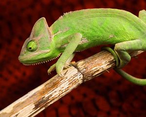 Preview wallpaper chameleon, color, reptile, branch