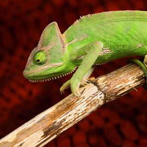 Preview wallpaper chameleon, color, reptile, branch