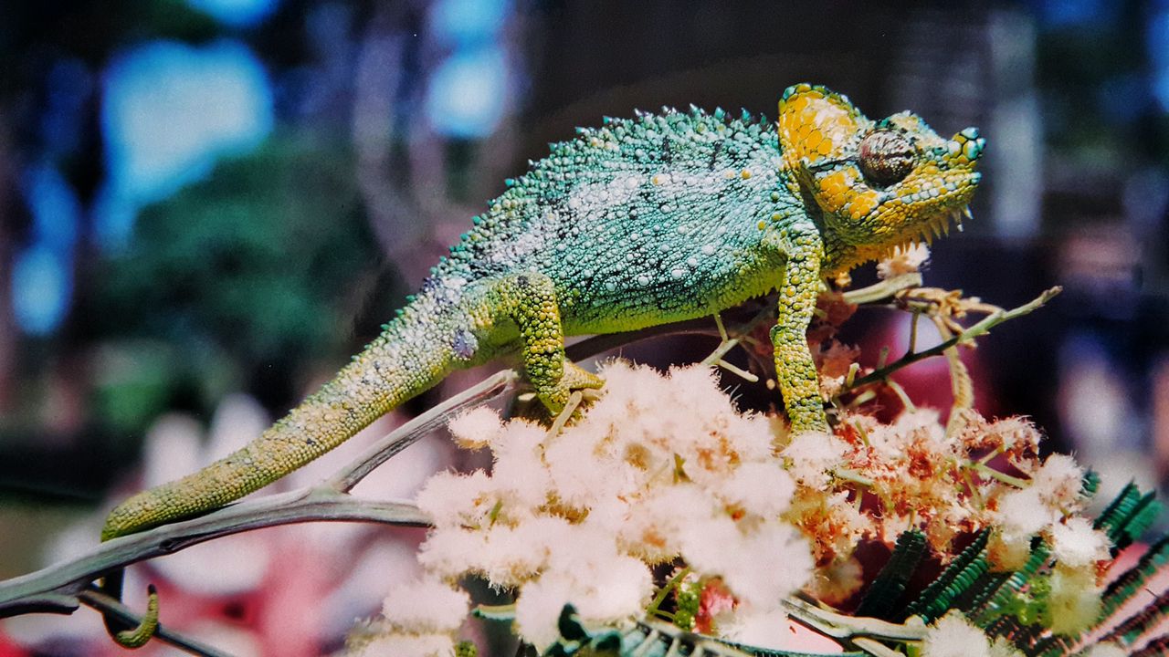 Wallpaper chameleon, colorful, reptile