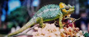 Preview wallpaper chameleon, colorful, reptile
