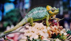 Preview wallpaper chameleon, colorful, reptile